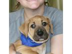 Adopt Quigley a Mixed Breed