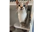 Adopt Samari a Domestic Short Hair