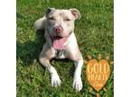 Adopt Kane a Catahoula Leopard Dog, Pit Bull Terrier