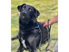 Adopt Buzz a Labrador Retriever, Mixed Breed