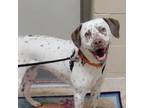 Adopt Beans a English Pointer, Mixed Breed