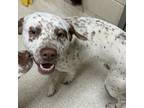 Adopt Beans a English Pointer, Mixed Breed