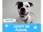 Adopt MAJOR a Pit Bull Terrier