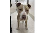 Adopt BUCKLEY a Pit Bull Terrier