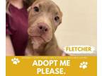 Adopt FLETCHER a Pit Bull Terrier
