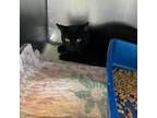 Adopt Vermilion a Domestic Short Hair