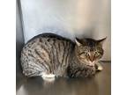 Adopt Oswald a Domestic Short Hair