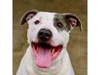 Adopt Roscoe/ Sylo a Pit Bull Terrier