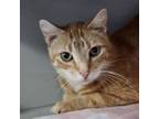 Adopt Fletcher a Domestic Short Hair