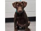 Adopt Onyx a Labrador Retriever