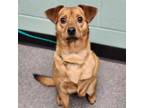 Adopt Rusty a Miniature Pinscher