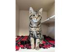 Adopt Hootie a Domestic Short Hair