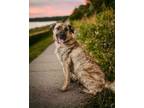 Adopt Wally a Pit Bull Terrier, German Shepherd Dog