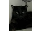 Adopt Ernie a Domestic Short Hair