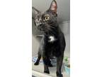 Adopt Vinny vinny coq au vin a Domestic Short Hair