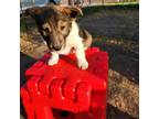 Adopt Viscount Nugget a Collie, Mixed Breed