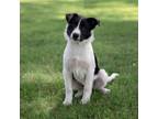 Adopt Baron Andrew a Collie, Mixed Breed