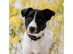 Adopt Baron Andrew a Collie, Mixed Breed