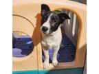 Adopt Baron Andrew a Collie, Mixed Breed