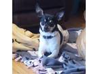 Adopt Charlie a Rat Terrier, Mixed Breed