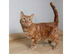 Adopt Martin C15886 a Domestic Short Hair