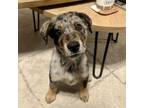 Adopt Bistro D16083 a Australian Cattle Dog / Blue Heeler