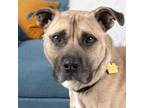 Adopt LUCAS a Pit Bull Terrier, Mixed Breed