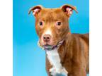 Adopt GERALD a Pit Bull Terrier, Mixed Breed