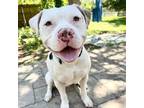 Adopt Dr. Gregory House M.D. a Pit Bull Terrier