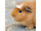 Adopt TATER TOT a Guinea Pig