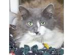 Adopt DASH a Domestic Long Hair