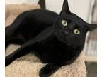 Adopt Eclipse a Domestic Short Hair