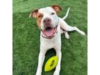 Adopt Neo a Pit Bull Terrier, Mixed Breed