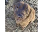 Adopt Copper 032102N a Chocolate Labrador Retriever