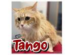 Adopt Tango a Maine Coon, Domestic Short Hair