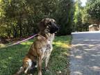 Adopt Wyatt a Plott Hound