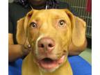 Adopt Gregory a Hound, Vizsla