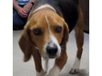 Adopt Dexter 24-0250 a Beagle