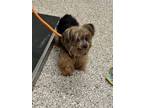 Adopt 55758977 a Yorkshire Terrier, Mixed Breed