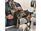 Adopt Jace a Catahoula Leopard Dog