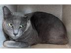 Adopt BO a Domestic Short Hair