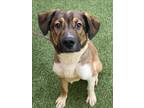 Adopt BEETHOVEN a Treeing Walker Coonhound, Mixed Breed