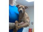 Adopt WHISKEY a Labrador Retriever, Mixed Breed