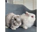 Adopt Boba a French Lop