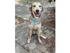 Adopt Golden Corral a Shepherd, Mixed Breed