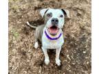 Adopt Hills a Pit Bull Terrier