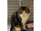 Adopt Quinn a Domestic Short Hair