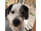 Adopt Shadow a Shih Tzu