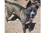 Adopt MAX a Akita, Pit Bull Terrier