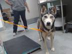 Adopt KENSHI a Husky, Mixed Breed